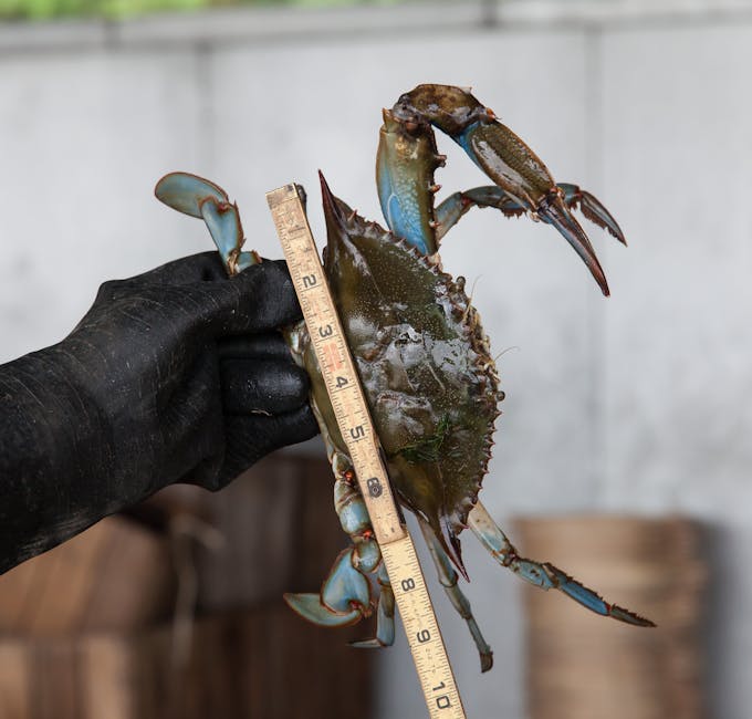 A person measuring a blue crab with a ruler in Wanchese, North Carolina, showcasing seafood quality control.