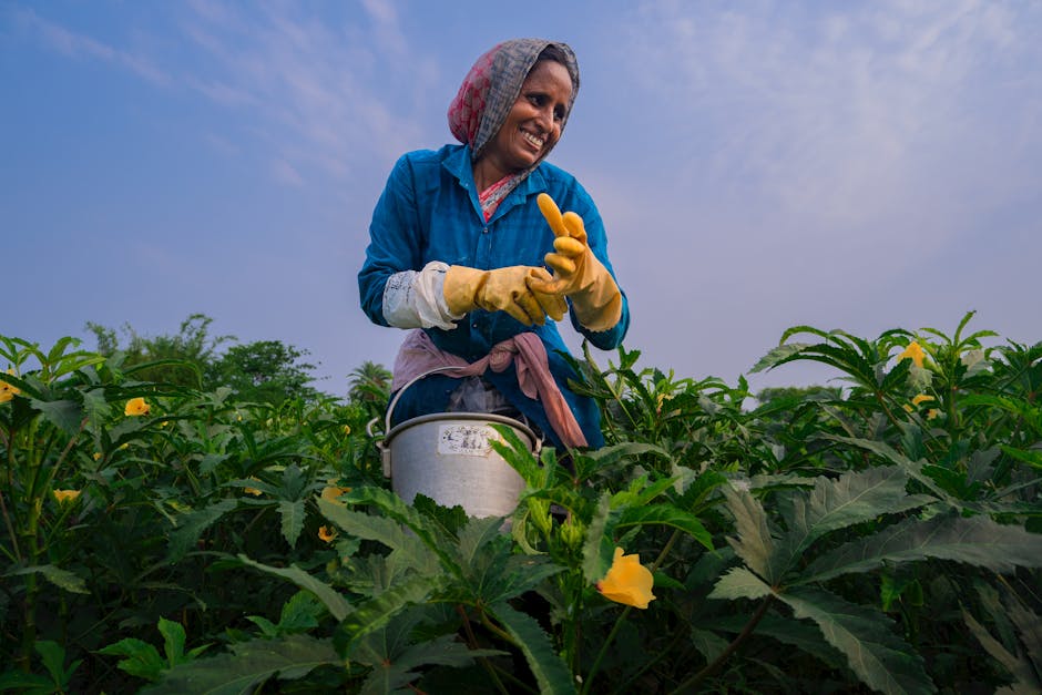 South Asian woman in a field picking okra under blue sky, wearing protective gloves.