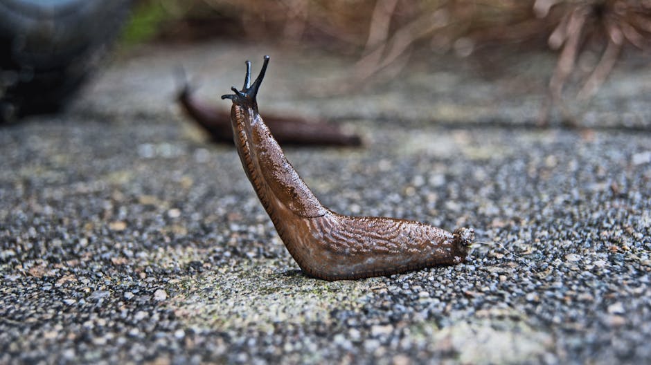 High-resolution macro shot of a slug on a stone pavement, showcasing its texture and natural habitat.