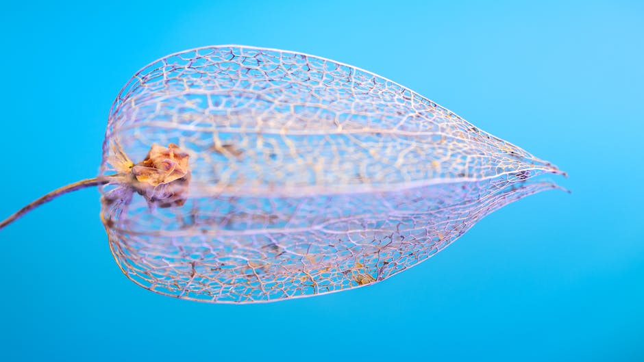 Macro shot of dried physalis with intricate veins against a vibrant blue background.