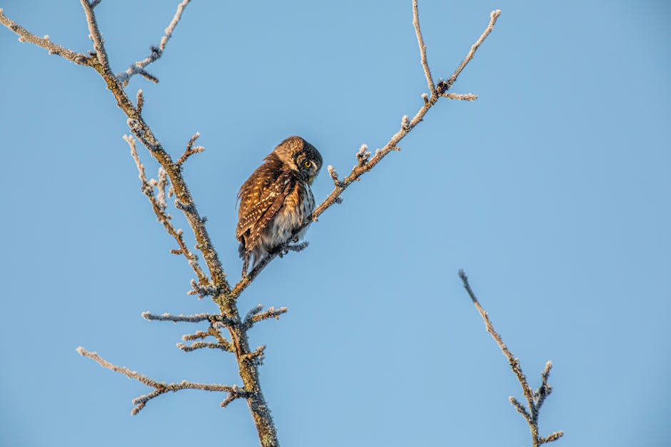 Eurasian Pygmy Owl sits on a frosty branch under clear blue sky.