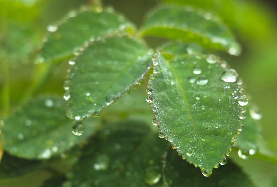 Macro shot of fresh green leaves covered with dew drops, highlighting natural beauty.