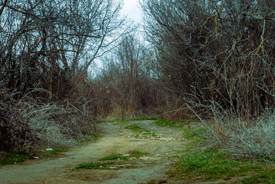 A tranquil dirt path meandering through sparse winter trees, evoking a sense of solitude and mystery.