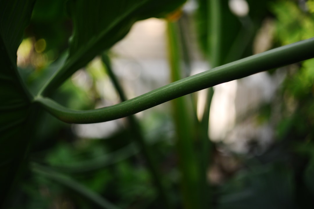 A close up of a green plant with a blurry background